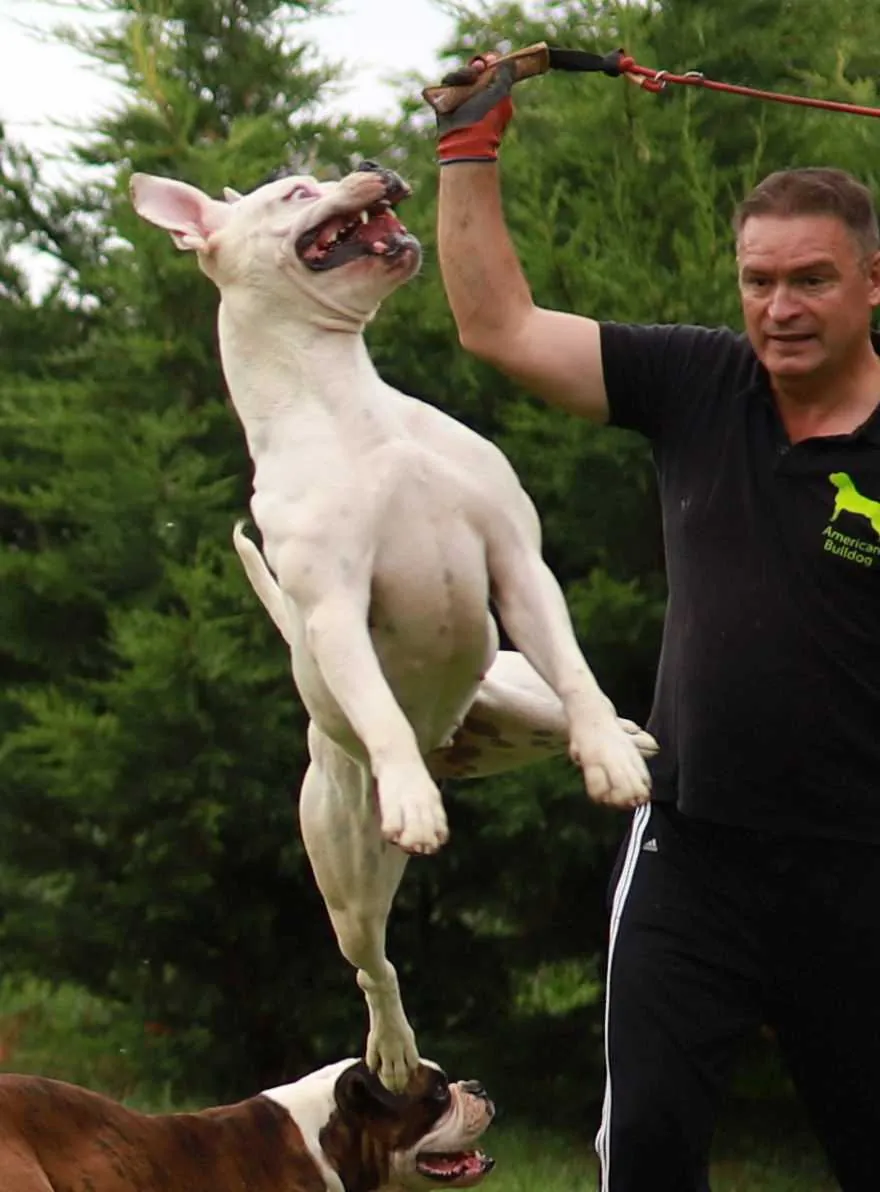 Standard típusú amerikai buldog a Facebull kennelből – 51. kép