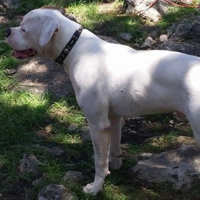 Goliath – C alom amerikai buldog