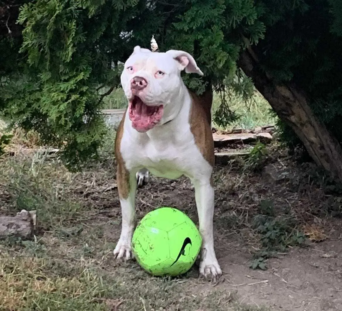 Standard típusú amerikai buldog a Facebull kennelből – 32. kép