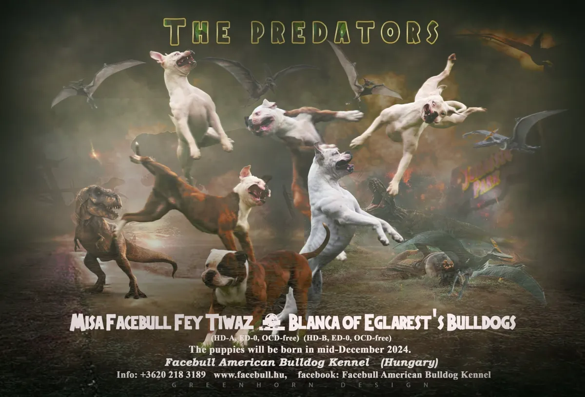 P alom fedeztetési plakátja – Misa Facebull Fey Tiwaz X Blanca of Eglarest's Bulldogs