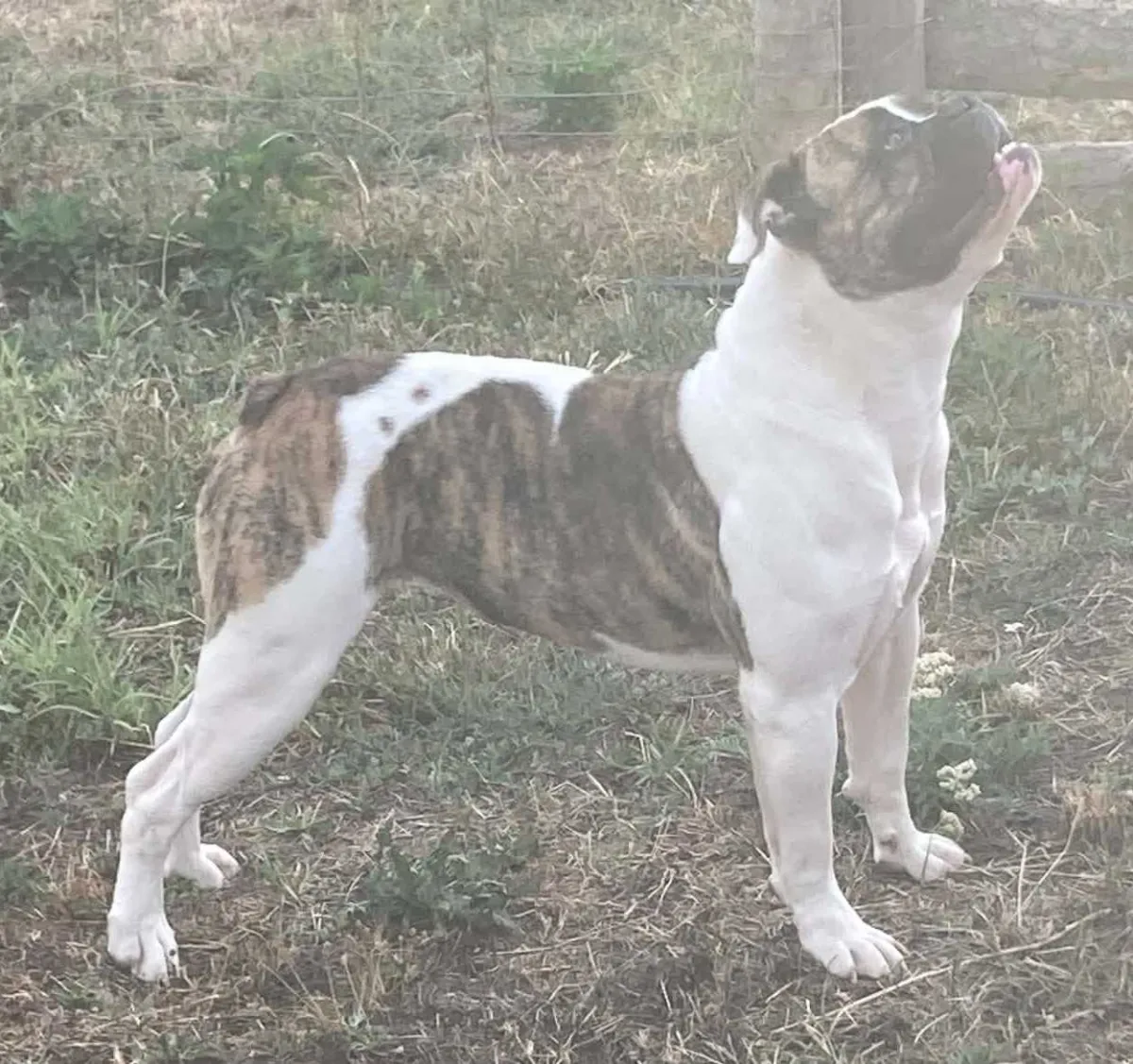 Sacha – Q alom amerikai buldog