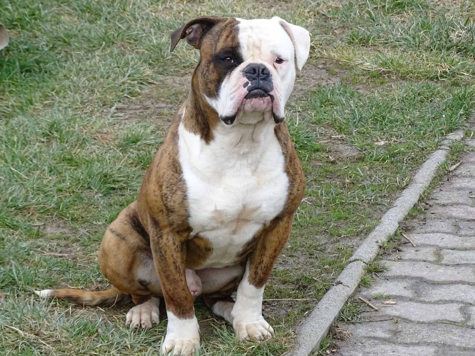 Misa, a tigriscsíkos-fehér amerikai buldog ül a fűben