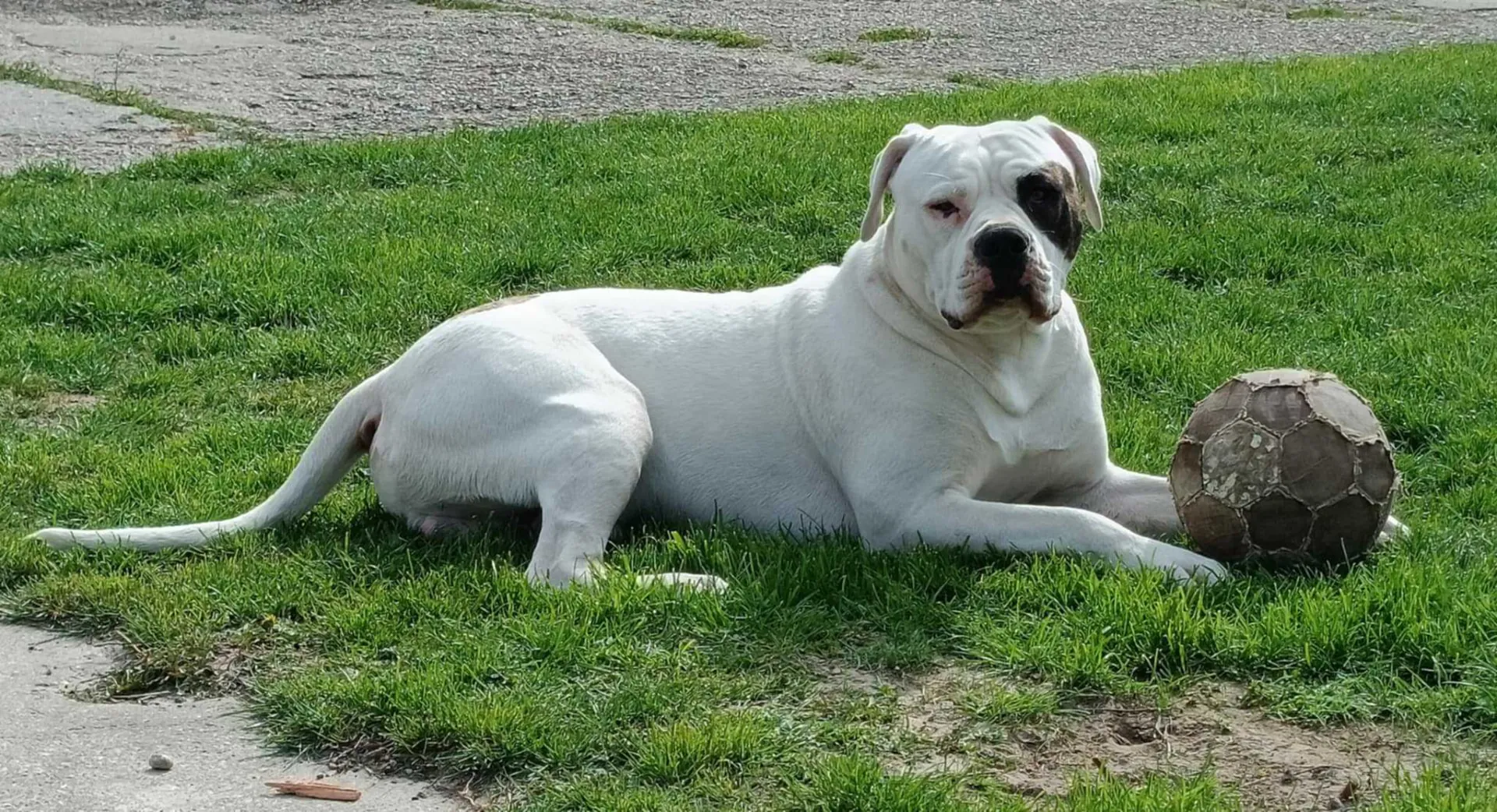 Standard típusú amerikai buldog a Facebull kennelből – 41. kép