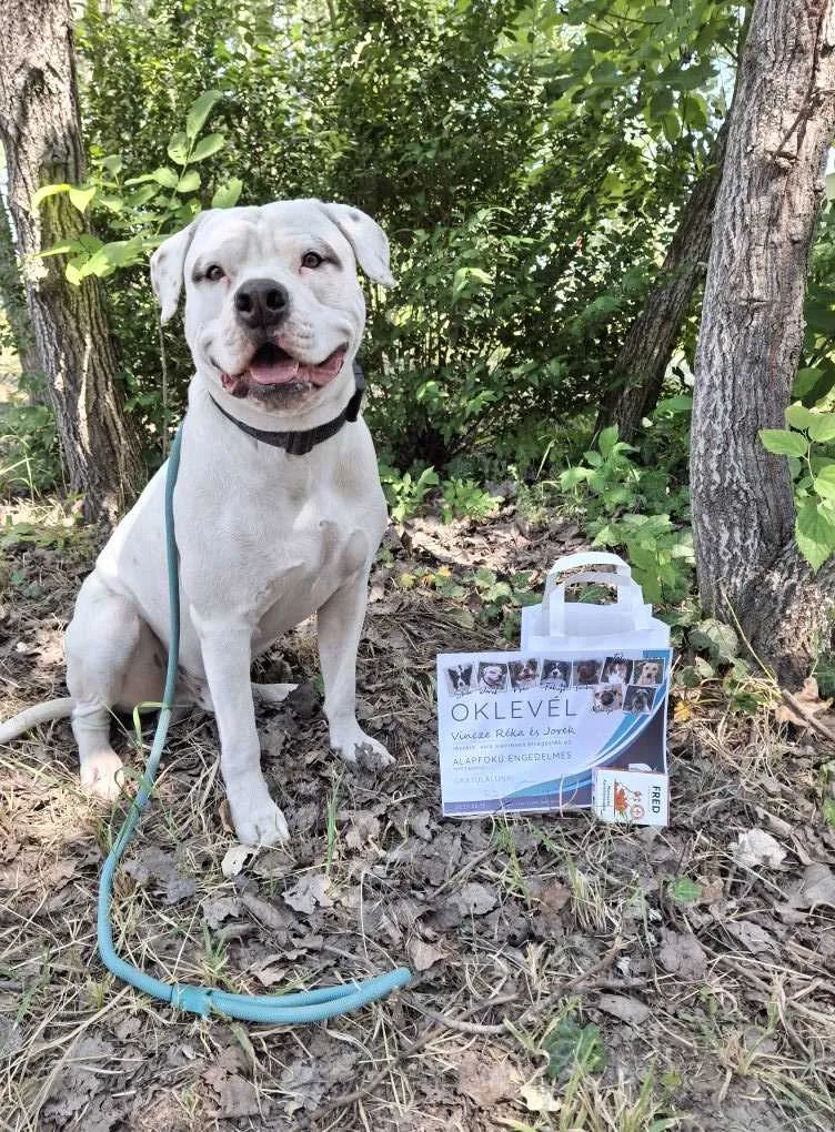 Standard típusú amerikai buldog a Facebull kennelből – 18. kép