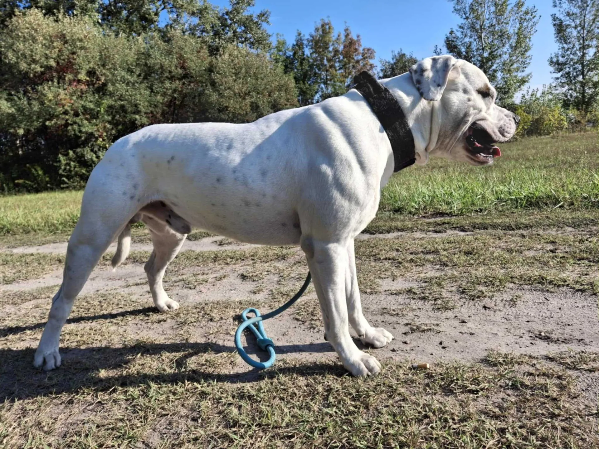 Standard típusú amerikai buldog a Facebull kennelből – 13. kép
