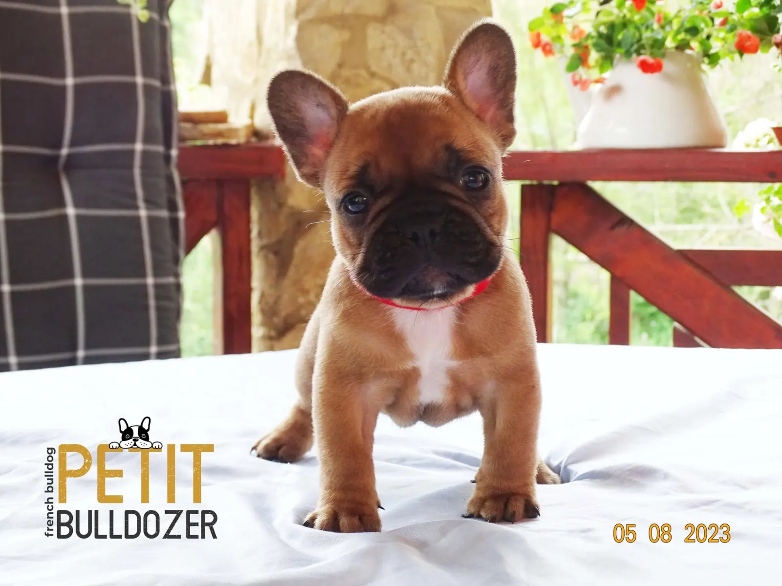 Francia buldog kölyök a Petit Bulldozer kennelből – 16. kép
