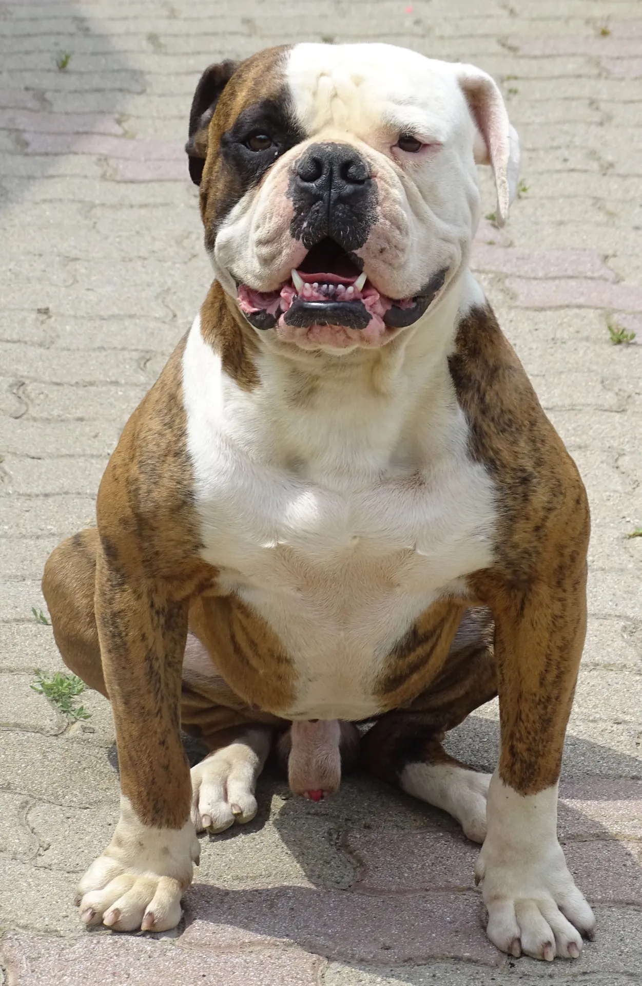 Misa, a tigriscsíkos-fehér amerikai buldog portréja