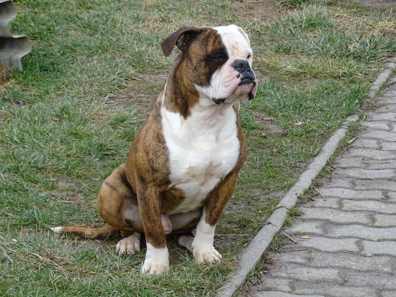 Misa, a tigriscsíkos-fehér amerikai buldog ül a járdaszegély mellett