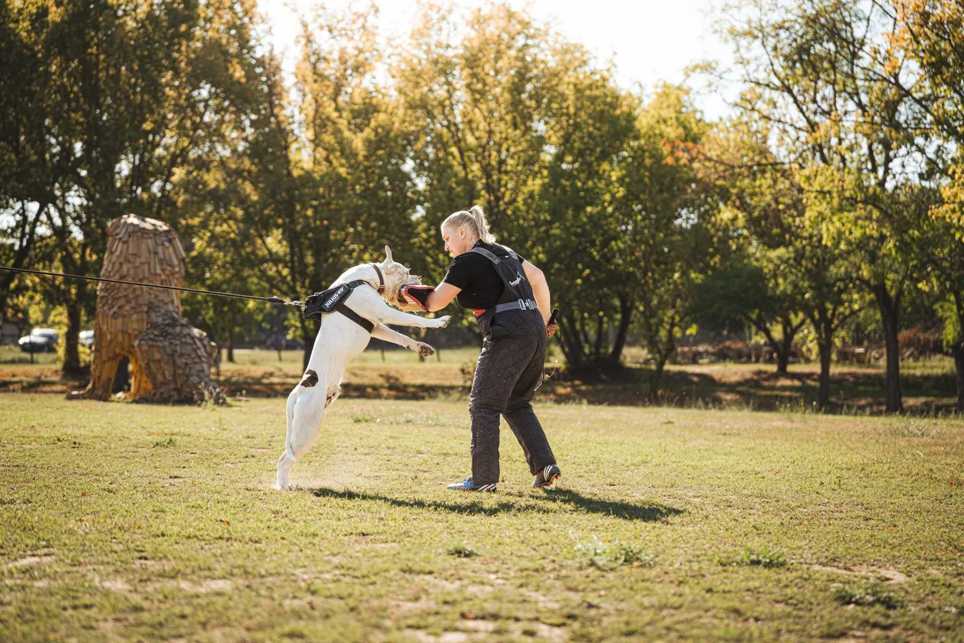 Standard típusú amerikai buldog a Facebull kennelből – 39. kép